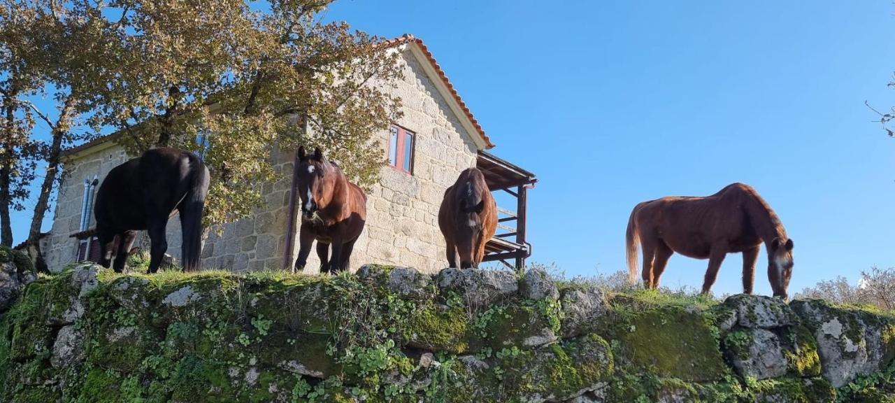 Апартаменти Quinta Da Adarnela Lagares da Beira Екстер'єр фото
